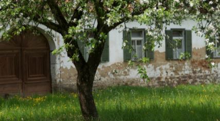 Tutela del patrimonio arboreo