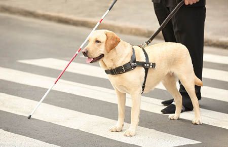 Esercizi pubblici: libero accesso ai cani guida